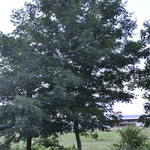 Acer saccharum 'Sweet Shadow' — photo 4