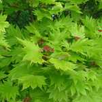 Acer Shirasawanum 'Aureum' — photo 4