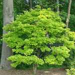 Acer Shirasawanum 'Aureum' — photo 5