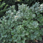 Fothergilla gardenii Windy City — photo 1