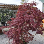 Acer shirasawanum 'Green Cascade' — photo 2