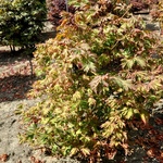 Acer shirasawanum 'Green Cascade' — photo 3