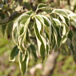 Cornus Kousa Wolf Eyes — photo 2