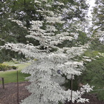 Cornus Kousa Wolf Eyes — photo 3