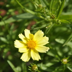 Coreopsis 'Galaxy'  PPAF — photo 2