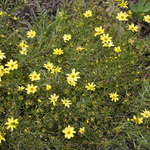 Coreopsis 'Creme Brulee' — photo 1