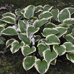 Hosta 'Queen Josephine' — photo 1