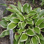 Hosta 'Queen Josephine' — photo 2