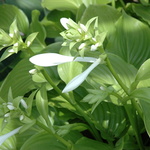 Hosta 'Royal Standard' — photo 1