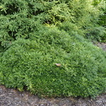 Buxus sinica var. insularis 'Tide Hill — photo 1