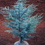 Cedrus atlantica 'Glauca' Horstmann — photo 1