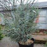 Cedrus atlantica 'Glauca' Horstmann — photo 2