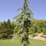 Cedrus Deodara Eisregen — photo 1