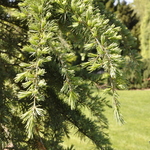 Cedrus Deodara Eisregen — photo 2