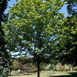 Acer tartarcium 'Pattern Perfect' — photo 2