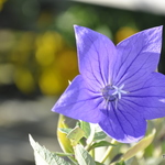 Platycodon 'Sentimental Blue' — photo 1