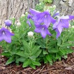 Platycodon 'Sentimental Blue' — photo 2