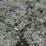 Polemonium 'Touch Of Class' — photo 1