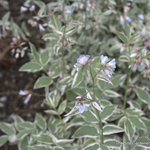 Polemonium 'Touch Of Class' — photo 2