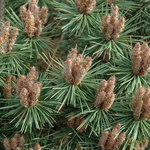 Pinus Sylvestris Brepo — photo 2