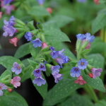 Pulmonaria 'Mrs. Moon' — photo 1