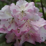 Rhododendron Todmorden — photo 1
