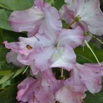 Rhododendron Todmorden — photo 2