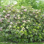 Rhododendron Todmorden — photo 3