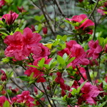 Rhododendron Red Slipper — photo 1