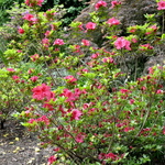 Rhododendron Red Slipper — photo 2
