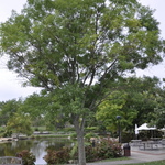 Sophora Japonica Regent — photo 1