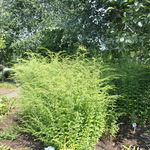 Solidago Rugosa 'Fireworks' — photo 2