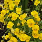 Viola Sorbet Lemon Chiffon — photo 1