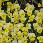 Viola Sorbet Lemon Chiffon — photo 2