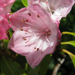 Kalmia polifolia — photo 2