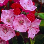 Kalmia polifolia — photo 3