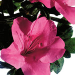 Azalea Autumn Carnival — photo 2