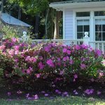 Azalea Autumn Royalty — photo 1