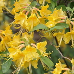 Rhododendron Admiral Semme — photo 2