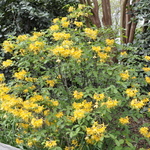 Rhododendron Admiral Semme — photo 3