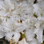 Rhododendron Clara Marie — photo 1