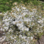 Rhododendron Clara Marie — photo 2