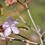 Rhododendron Conemaugh — photo 1