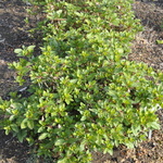 Rhododendron Conler — photo 1
