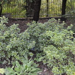 Rhododendron Conler — photo 2