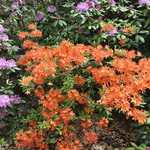 Rhododendron Coral Queen — photo 2