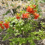 Rhododendron Corringe — photo 2