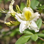 Rhododendron Daviesii — photo 1