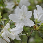 Rhododendron Desiree — photo 2
