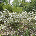 Rhododendron Desiree — photo 3